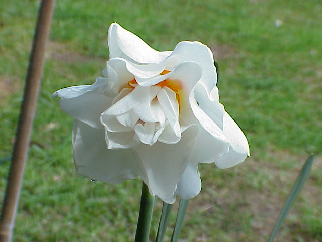 KEN WHITE DAFFODIL.JPG 45.6K