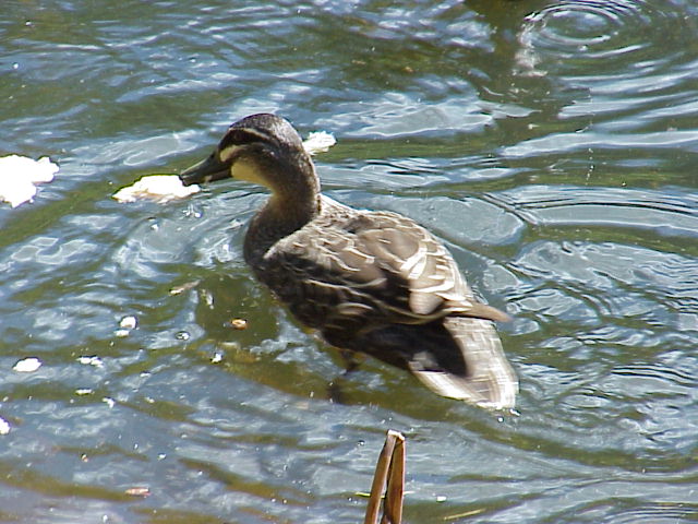 DUCK ON LAKE.JPG 78.2K