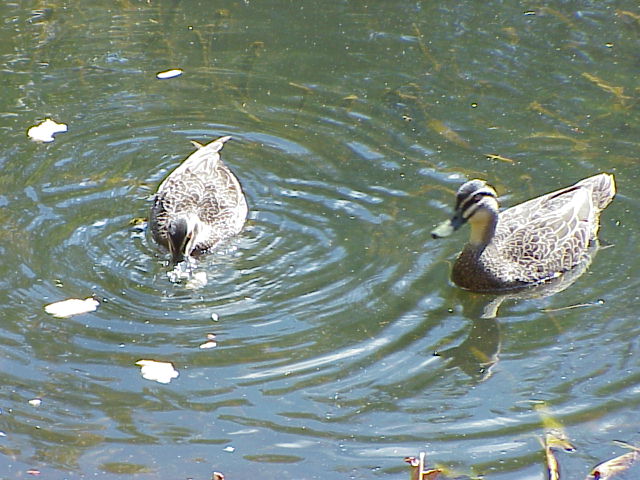 DUCKS ON LAKE.JPG 77.1K