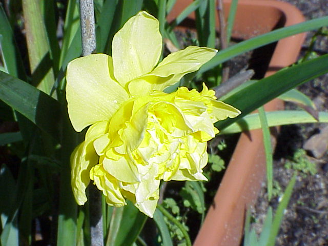 KEN YELLOW DAFFODIL.JPG 63.8K