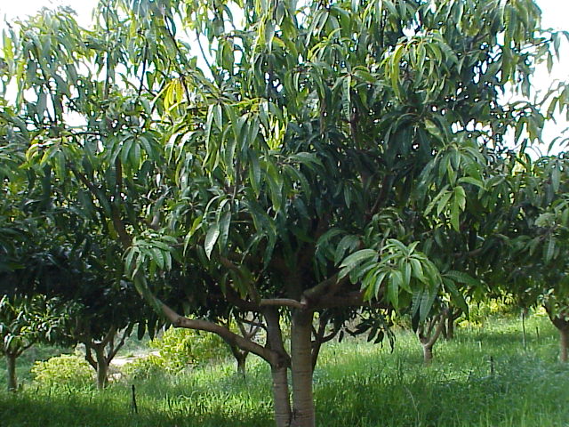 MANGO TREE.JPG 119.3K