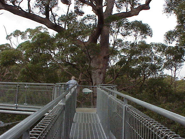 WALKING THE CANOPY TINGLE TREES.JPG 98.0K