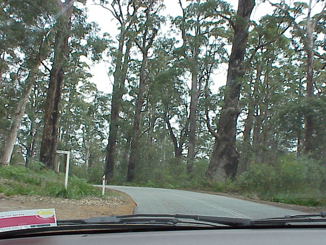 KARRI TREE GIANTS.JPG 104.7K