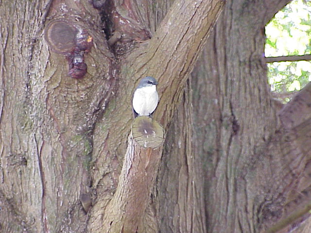 WHITEBREASTED WREN.JPG 76.8K