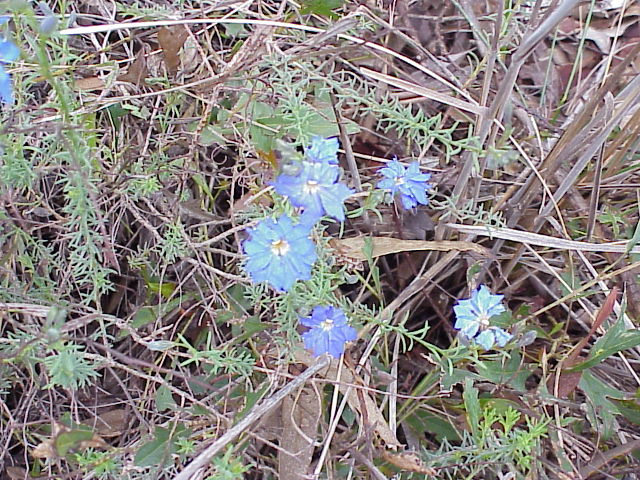 WFLOWER BLUE.1.JPG 130.5K