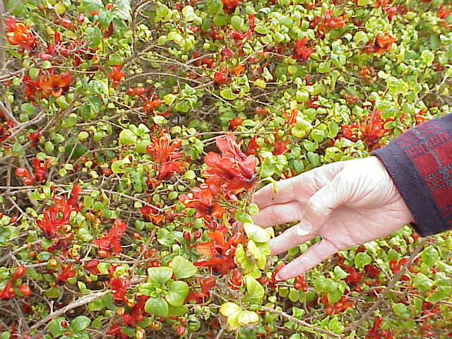 WFLOWER STURT DESERTPEA.JPG 140.0K