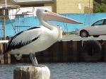 PELICAN 2 FREMANTLE .jpg 5.0K