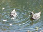 DUCKS ON LAKE.jpg 4.6K