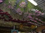 WFLOWER FARM CEILING.jpg 5.2K