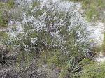 WFLOWER.SALTBUSH.jpg 6.6K