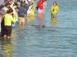 DOLPHINS AT SHORE.jpg 4.9K