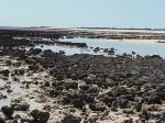 STROMATOLITES 2.jpg 5.8K