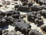 STROMATOLITES SHARK BAY.jpg 7.1K