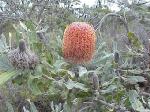 WFLOWER BOTTLEBRUSH.2.jpg 6.3K