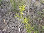 WFLOWER GREEN HAKEA.jpg 6.7K