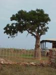 BOAB TREES WITH LEAVES.jpg 4.3K