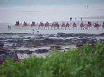 CAMELS AT SUNSET ON CABLE BEACH.jpg 4.2K