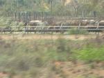 CATTLE WAITING TO BE LOADED ON SHIPS.jpg 3.8K