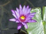 WATER LILLY2.jpg 4.3K